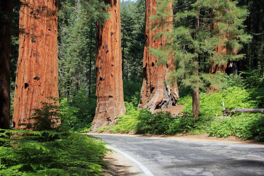 A Brief History of the Giant Sequoias