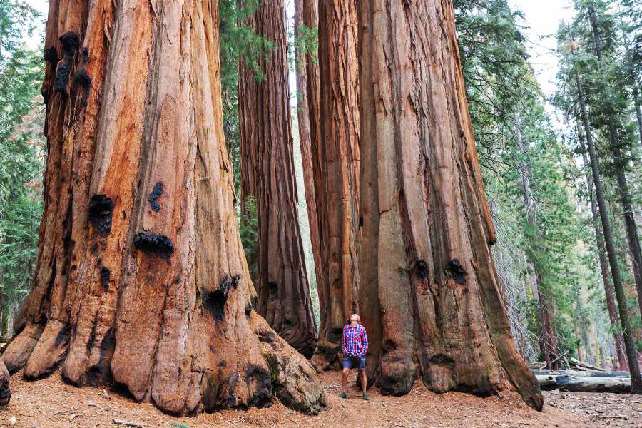 The Majestic Trees of Sequoia National Park
